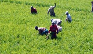 El sector arrocero pide la intervención del Gobierno dominicano