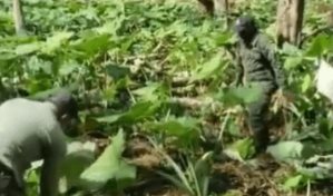 Arrestan a ocho haitianos por sembrar yautía en el Parque Nacional Los Haitises