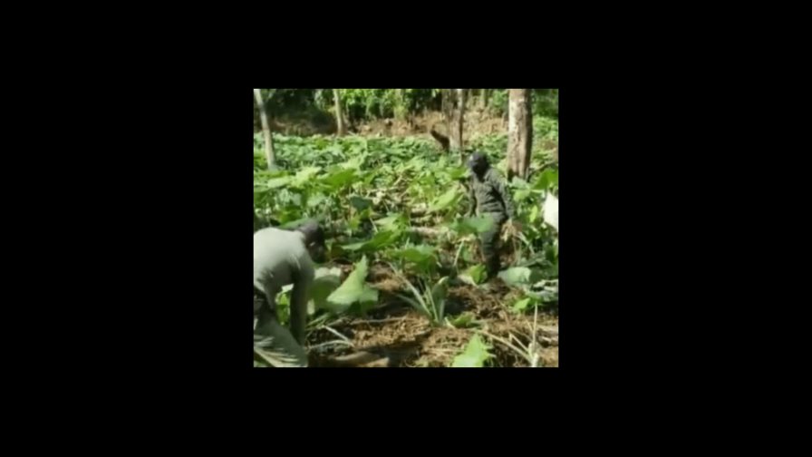Arrestan a ocho haitianos por sembrar yautía en el Parque Nacional Los Haitises