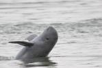 Camboya ordena aumentar la protección de los delfines en el río Mekong