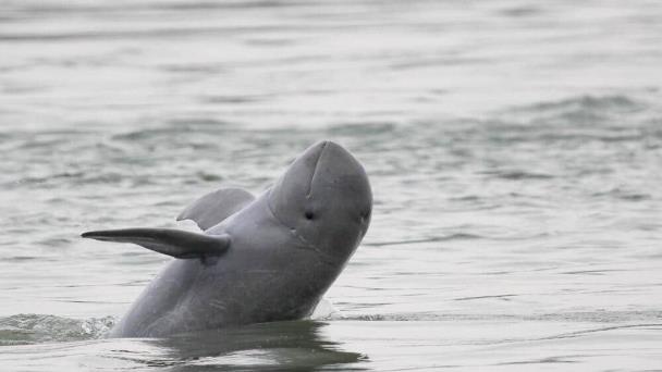 Camboya ordena aumentar la protección de los delfines en el río Mekong