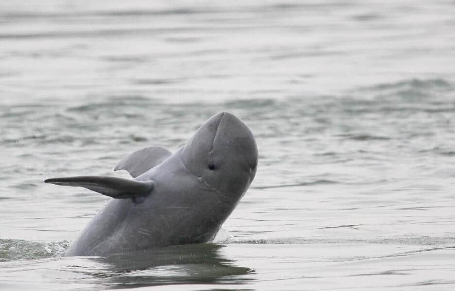 Camboya ordena aumentar la protección de los delfines en el río Mekong