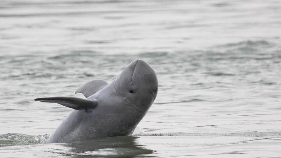 Camboya ordena aumentar la protección de los delfines en el río Mekong