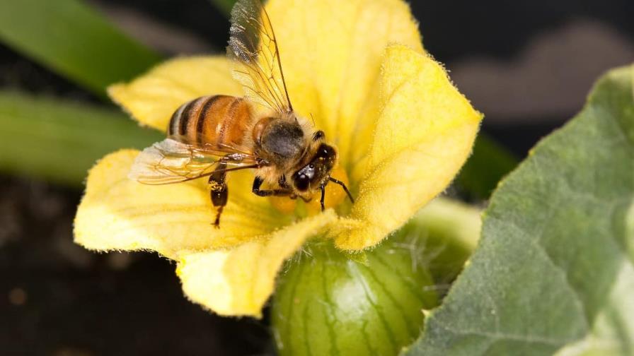 La esperanza de vida de las abejas es la mitad de lo que era en la década de 1970