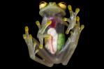 Descubren dos nuevas especies de ranas de cristal en los Andes ecuatorianos Descubren dos nuevas especies de ranas de cristal en los Andes ecuatorianos