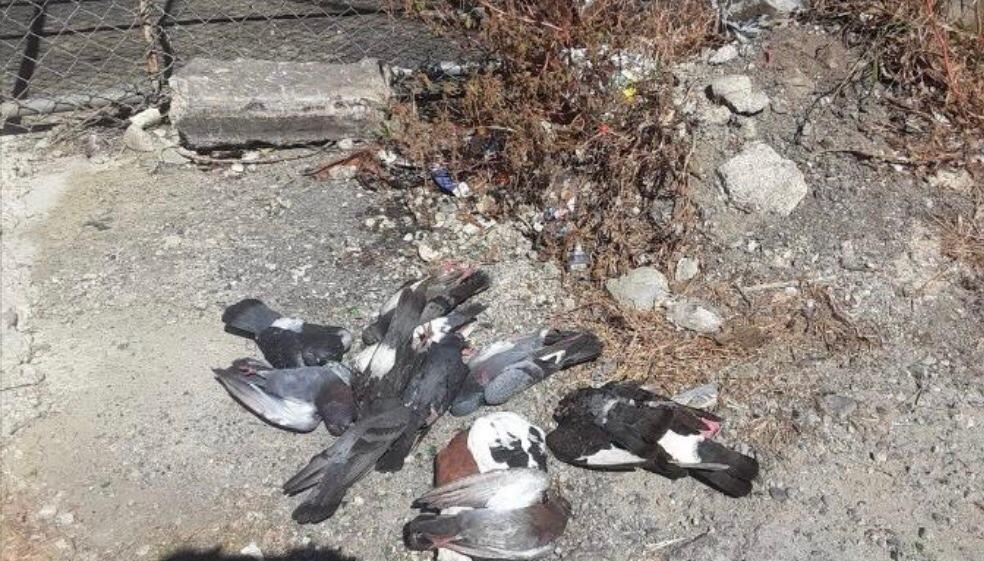 Encuentran más de 100 palomas muertas en San Pedro de Macorís
