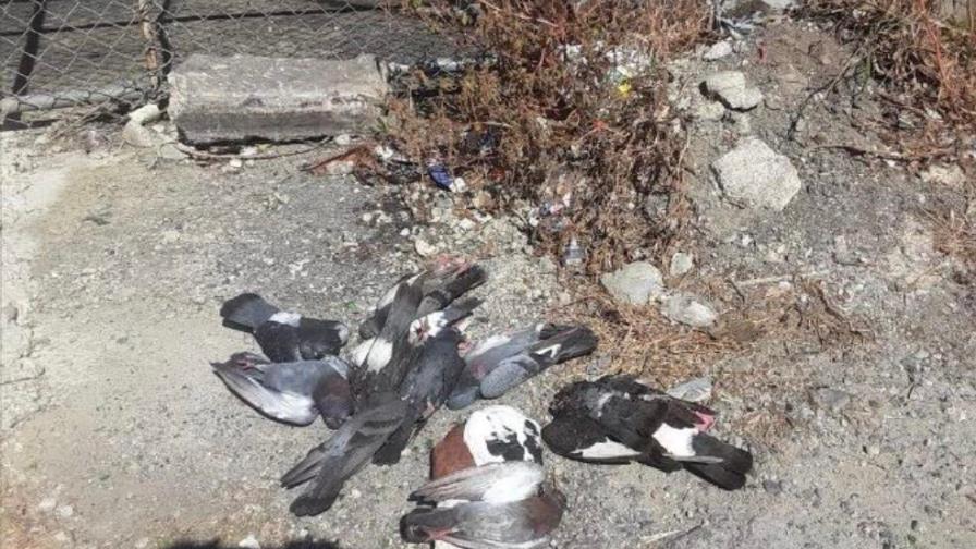 Encuentran más de 100 palomas muertas en San Pedro de Macorís Encuentran más de 100 palomas muertas en San Pedro de Macorís