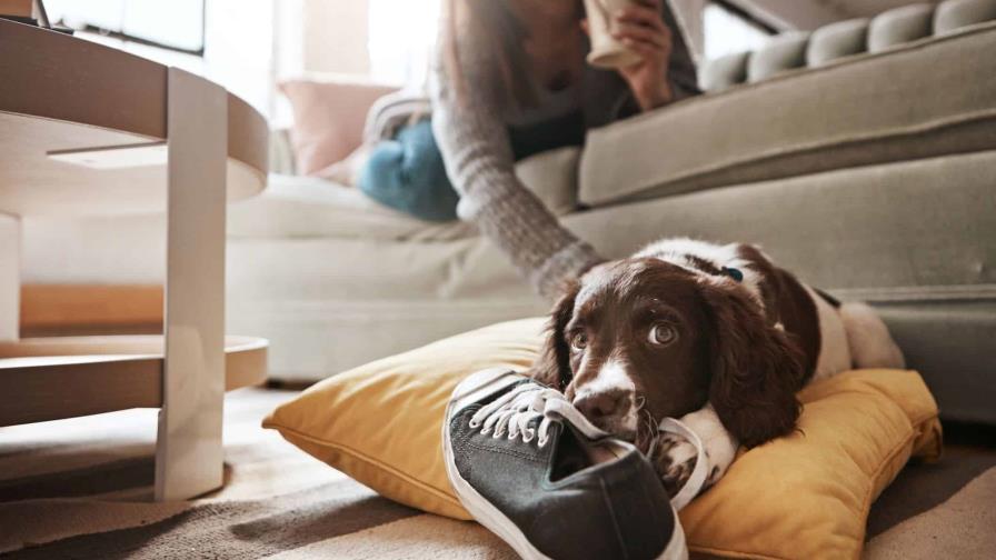 Qué hacer para que mi cachorro deje de morder todo