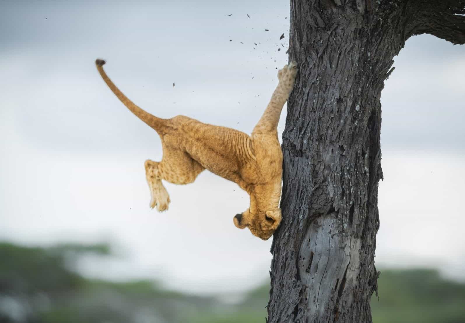 Reflejos no tan felinos, ganadora de la categoría principal de la fotógrafa Jennifer Hadley. 