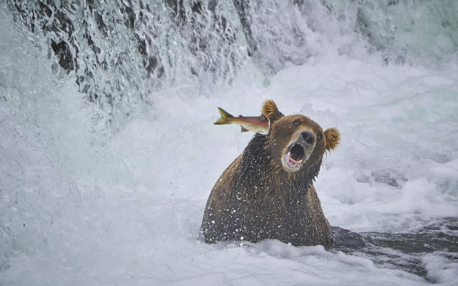 La finalista El Contraataque, de John Chaney 