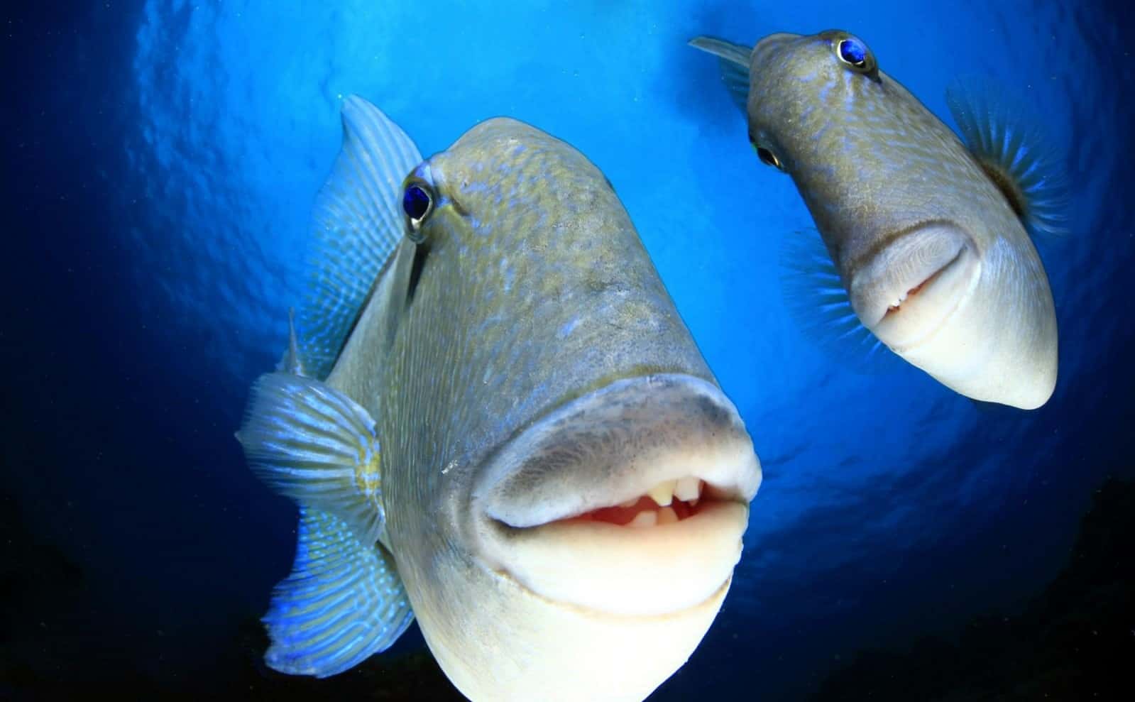 Di Whisky!,  de Arturo Telle Thiemann. 