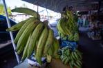 Los colmados y supermercados venden plátanos entre 25 y 35 pesos Los colmados y supermercados venden plátanos entre 25 y 35 pesos