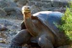 Científicos realizan censo de especies emblemáticas en las Islas Galápagos