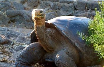 Científicos realizan censo de especies emblemáticas en las Islas Galápagos