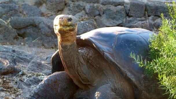 Científicos realizan censo de especies emblemáticas en las Islas Galápagos