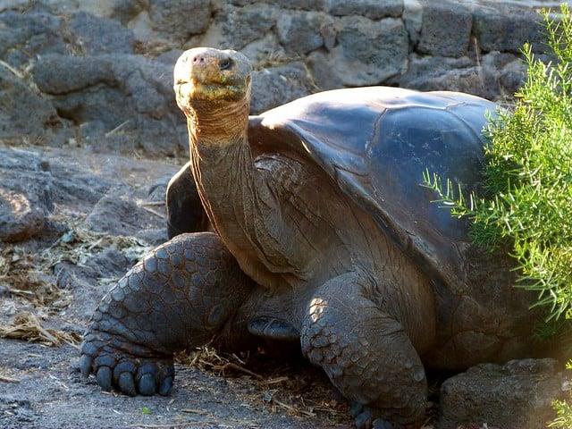 Científicos realizan censo de especies emblemáticas en las Islas Galápagos