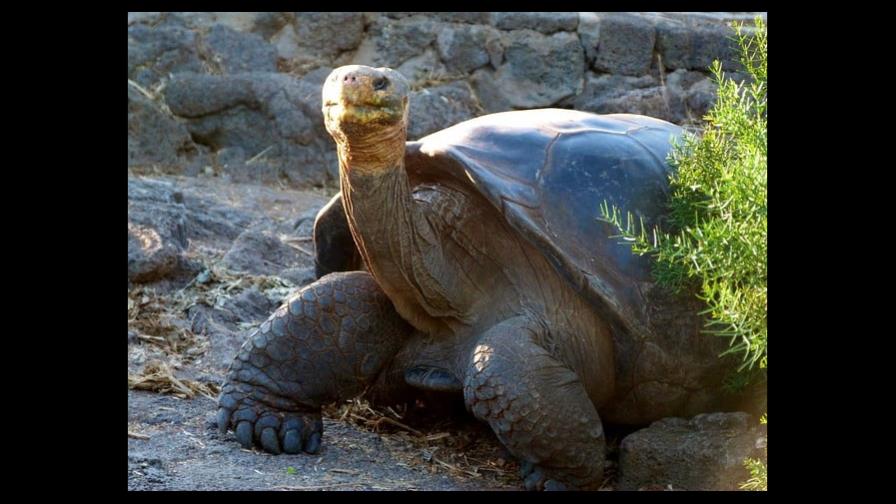 Científicos realizan censo de especies emblemáticas en las Islas Galápagos