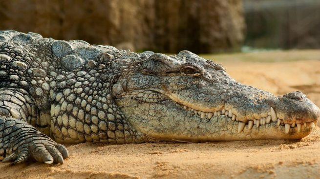 Fósil chino explica supervivencia del ancestro del cocodrilo tras el Pérmico