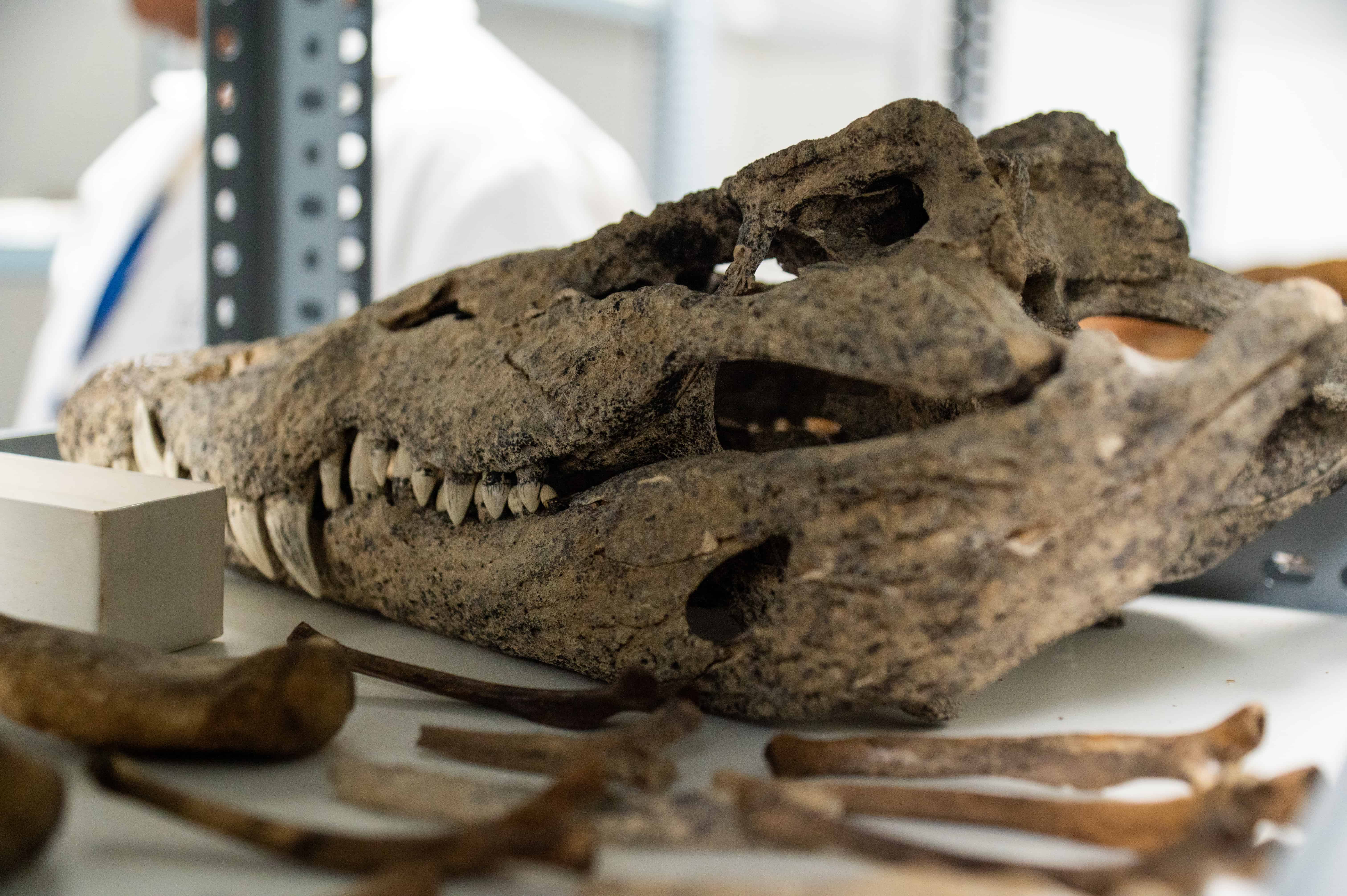 Restos de cocodrilo hallados por el Museo de Historia Natural. 