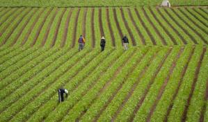 Las lechugas contienen sustancias tóxicas de neumáticos, según un estudio