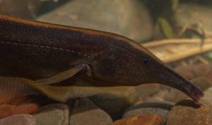 Identifican unas 35 nuevas especies de peces en el parque Madidi de Bolivia