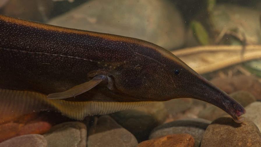 Identifican unas 35 nuevas especies de peces en el parque Madidi de Bolivia Identifican unas 35 nuevas especies de peces en el parque Madidi de Bolivia