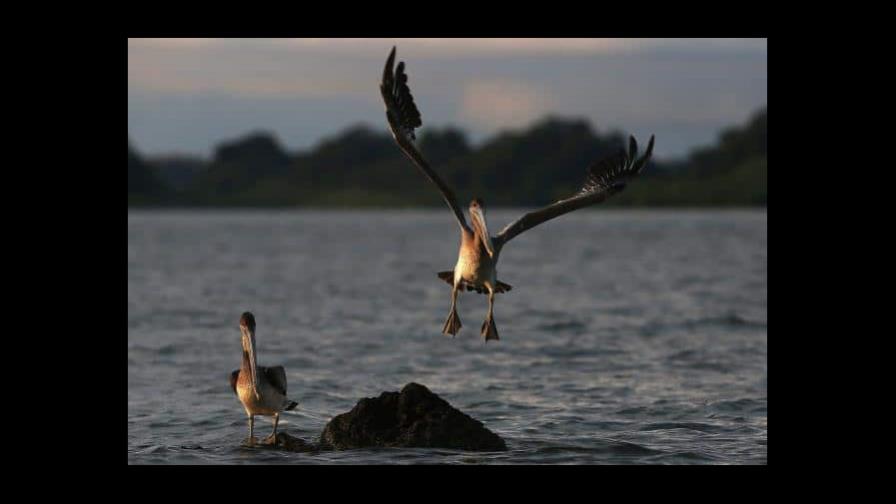 Honduras activa Plan Nacional de Emergencia ante casos de influenza aviar