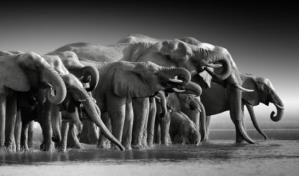 Cuál es el animal más grande en la actualidad