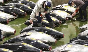 Un atún alcanza los 257,000 euros en la primera subasta del año en Tokio