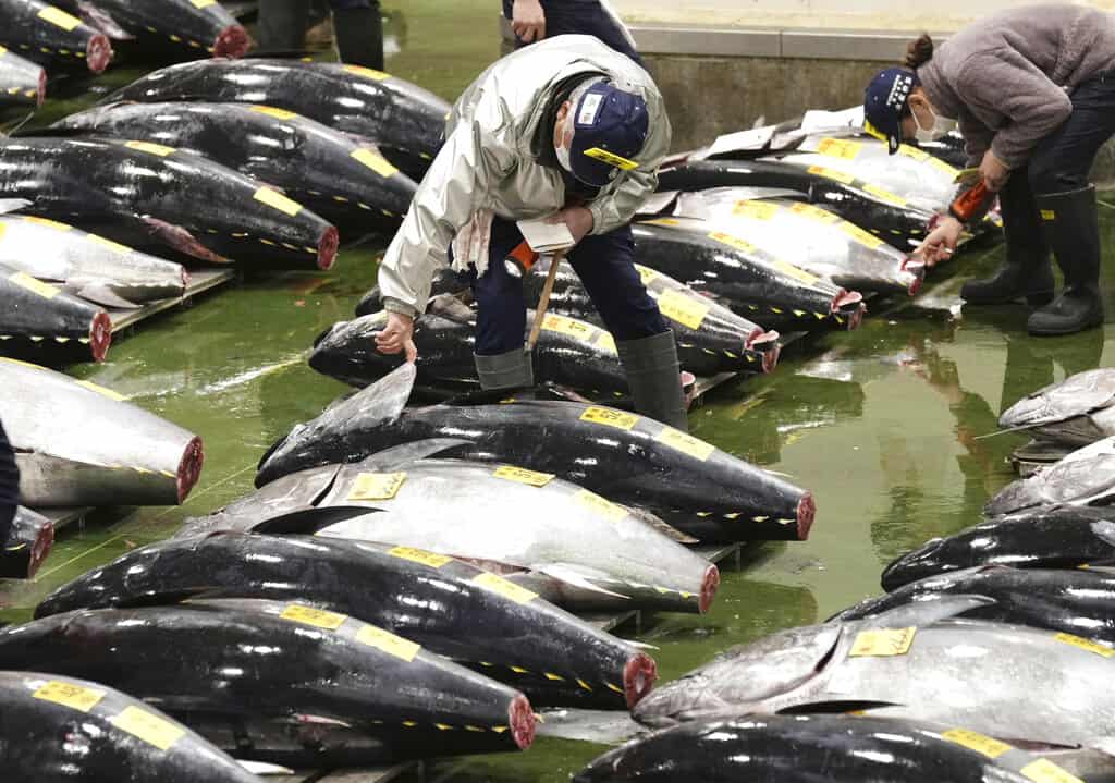 Atún rojo  alcanza precio récord de 3,1 millones de dólares en Tokio