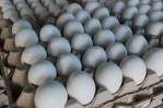 El Gobierno dominicano prohíbe por 15 días la exportación de huevos hacia Haití