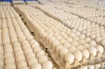 Asohuevos pide revocar la resolución que prohíbe exportar huevos a Haití por 15 días