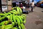 Productores advierten precio del plátano seguirá elevado por varios meses 