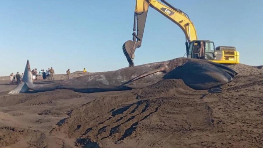 Ballena azul de 12 metros hallada muerta en playa de Guatemala