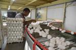 Productores advierten que contrabando de huevos continuará pese a prohibición