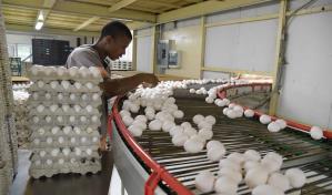 Productores advierten que contrabando de huevos continuará pese a prohibición