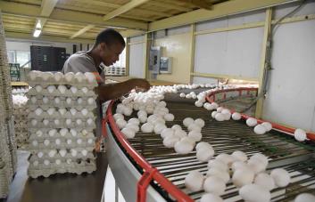 Productores advierten que contrabando de huevos continuará pese a prohibición
