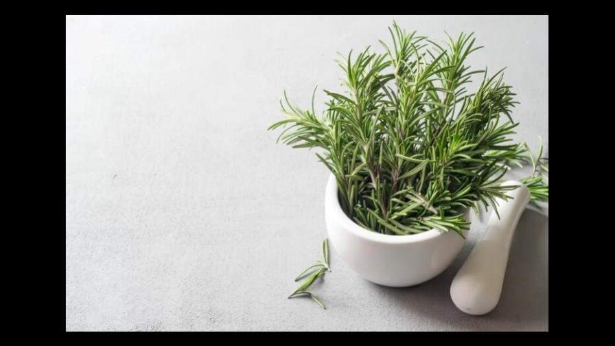 Mejores plantas aromáticas para tu hogar