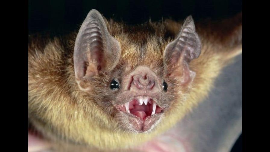 Muere segunda menor por rabia silvestre en sur de México