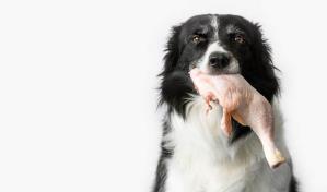 &iquest;Los perros pueden comer carne cruda?