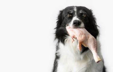 que tipo de carne cruda pueden comer los perros