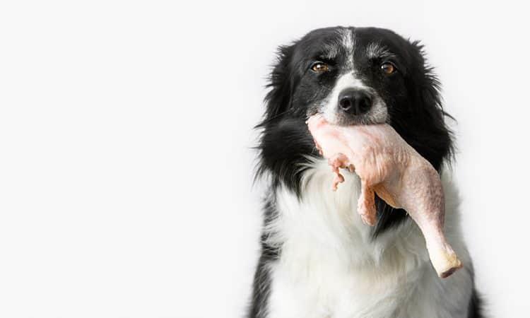 ¿Los perros pueden comer carne cruda?