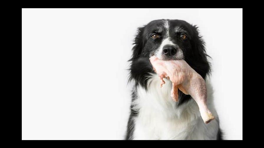 ¿Los perros pueden comer carne cruda?