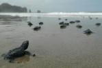 Aumenta 30 % nacimiento de tortugas marinas en sitio de anidación en Ecuador