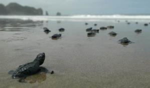Aumenta 30 % nacimiento de tortugas marinas en sitio de anidación en Ecuador