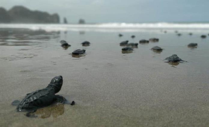 Aumenta 30 % nacimiento de tortugas marinas en sitio de anidación en Ecuador