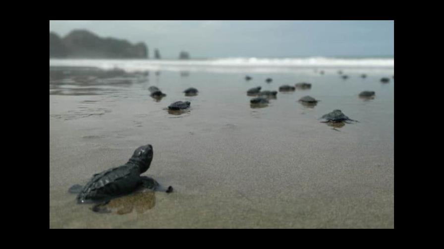 Aumenta 30 % nacimiento de tortugas marinas en sitio de anidación en Ecuador Aumenta 30 % nacimiento de tortugas marinas en sitio de anidación en Ecuador