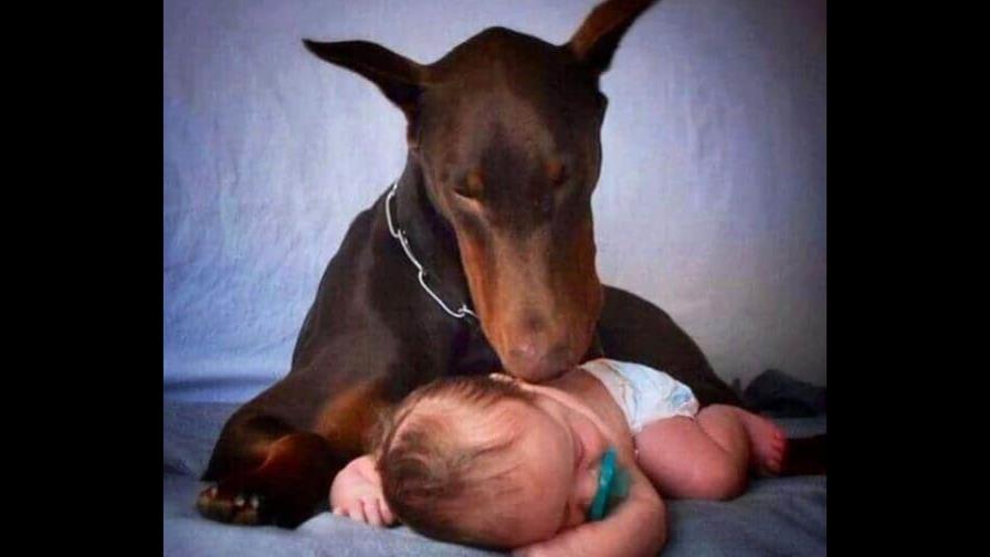 Dóberman y los bebés