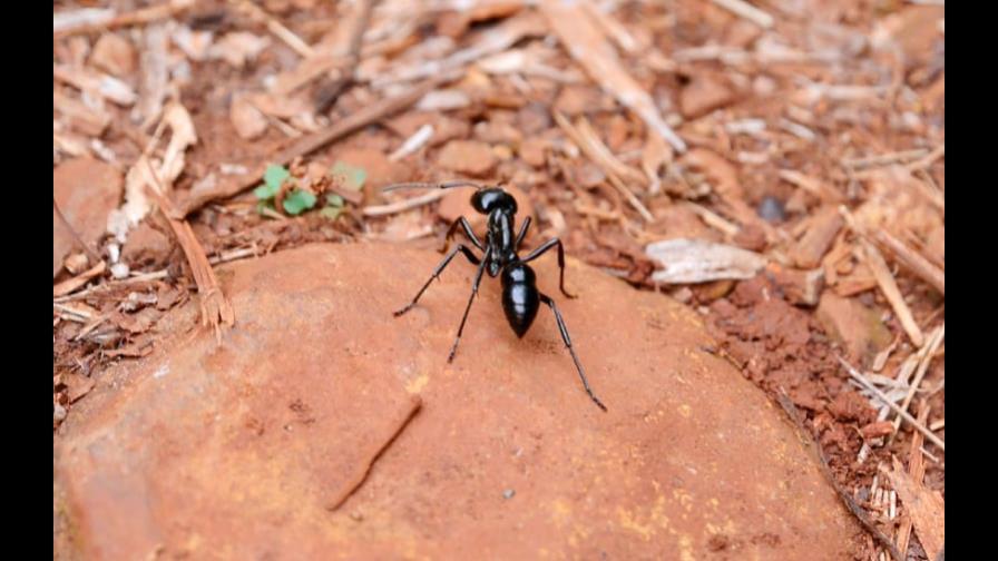 Describen dos nuevas especies de insectos en Ecuador