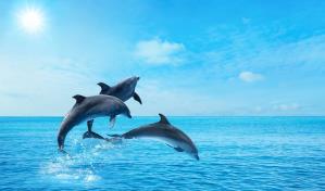 Cuál es el animal más inteligente del planeta